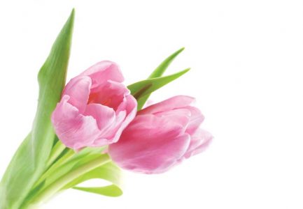 Edible Flowers for Any Occasion Image
